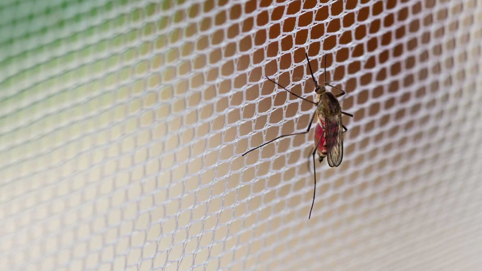 FIGHTING MALARIA WITH EFFECTIVE ALTRUISM